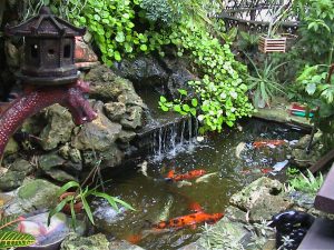 fish-pond